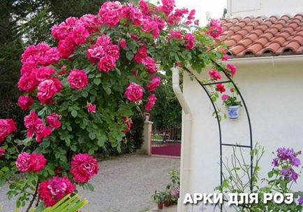 Плетиста троянда посадка і догляд