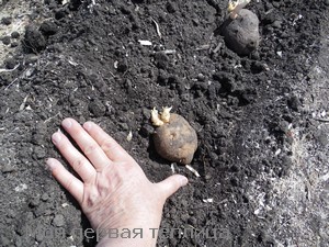Astăzi aș fi plantat un tăietor de cartofi