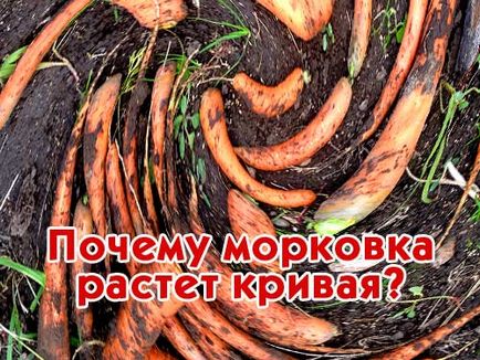 Чому морква росте крива блог про вирощування врожаю на дачі