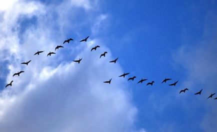 Miért madarak repülnek ék
