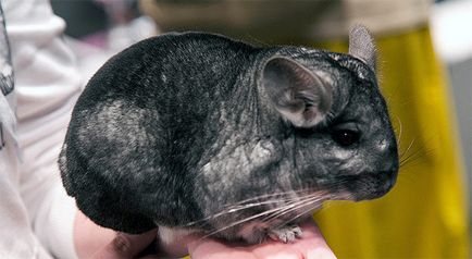 De ce chinchilele nu se multiplică de ce chinchilele nu cresc (chinchilla) De ce chinchilele nu se multiplică de ce chinchilele nu se reproduc