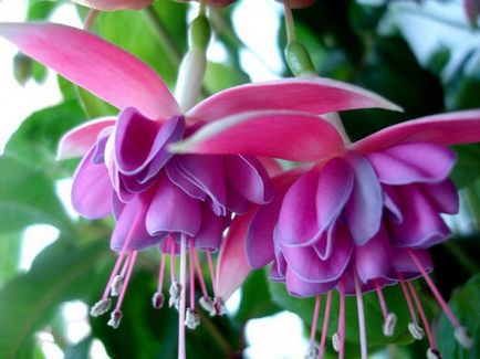 De ce fuchsia cade boboci