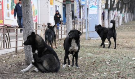 De ce câinele de Voronezh dezvăluie câini otrăvitori