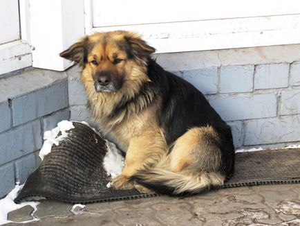 De ce câinele Voronejc otrăvește câine