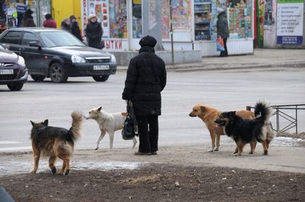 De ce câinele Voronejc otrăvește câine