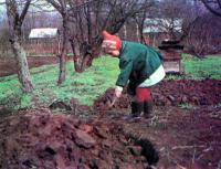 Pregătirea solului de grădină de legume în toamnă (grădină de legume - sfaturi)