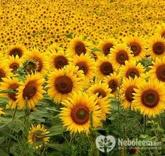 Floarea soarelui - beneficii, proprietăți, aplicarea semințelor, indicații