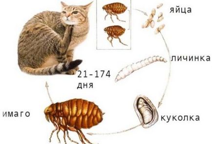 Підвальні блохи