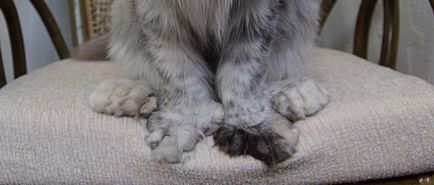 Polydactyl Maine Coons