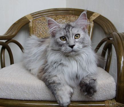 Polydactyl Maine Coons