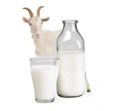 Користь і шкода козячого молока