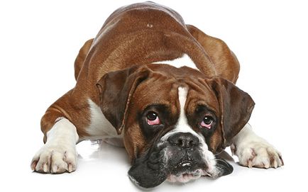 Помутніння кришталика, або катаракта у собак