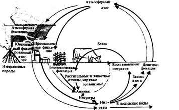 Conceptul de biosferă