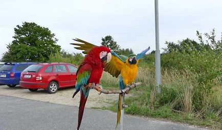 Parrot macaw, genul de macaw macaw, care o astfel de macaw (foto și video)