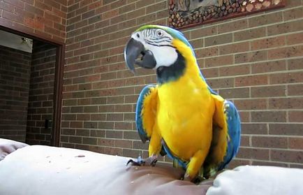 Папуга ара, рід папуги ара, хто такий ара (фото і відео)
