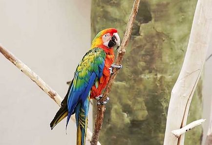 Parrot macaw, genul de macaw macaw, care o astfel de macaw (foto și video)