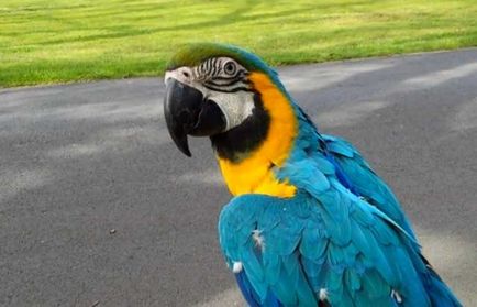 Parrot macaw, genul de macaw macaw, care o astfel de macaw (foto și video)