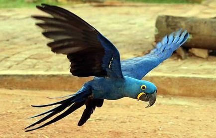 Parrot macaw, genul de macaw macaw, care o astfel de macaw (foto și video)