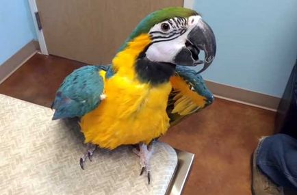 Parrot macaw, genul de macaw macaw, care o astfel de macaw (foto și video)