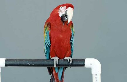 Parrot macaw, genul de macaw macaw, care o astfel de macaw (foto și video)