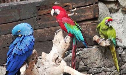 Parrot macaw, genul de macaw macaw, care o astfel de macaw (foto și video)