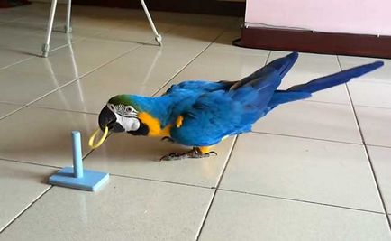 Parrot macaw, genul de macaw macaw, care o astfel de macaw (foto și video)