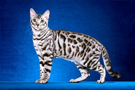 Népszerű fajtájú macskák leopárd fotók