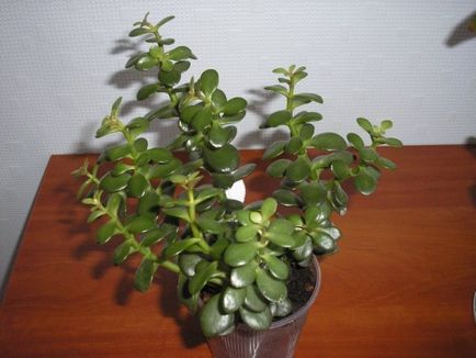 Népszerű típusú zamatos Crassula