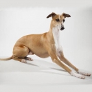 Порода кавашон - фото, характеристики, ціна собаки