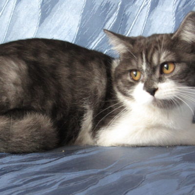 Порода кіт Мару - скоттиш страйт, опис характеру, 10 фото, відео