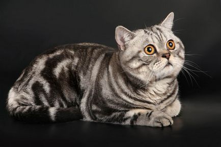 Breed cat maru - Scottish Straight, descrierea personajului, 10 fotografii, video