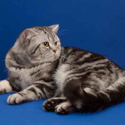 Порода кіт Мару - скоттиш страйт, опис характеру, 10 фото, відео