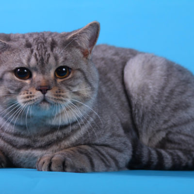 Breed cat maru - Scottish Straight, descrierea personajului, 10 fotografii, video