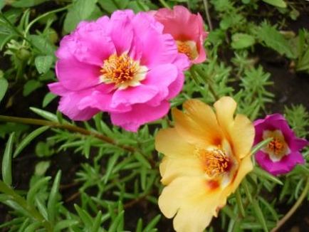 Portulacus, Secretele țării