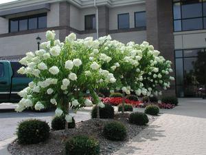 Ültetés és ápolása Hortenzia paniculata grandiflora leírás, mezőgazdasági művelés