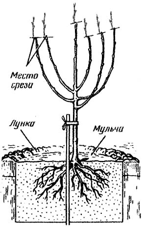 Plantarea pomilor fructiferi