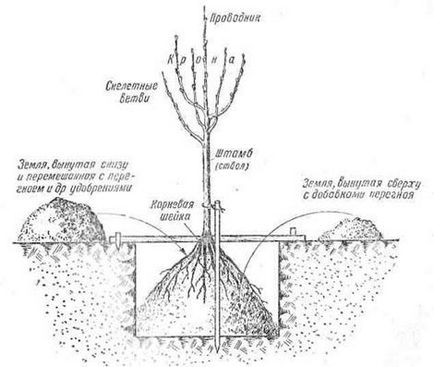 Plantarea pomilor fructiferi