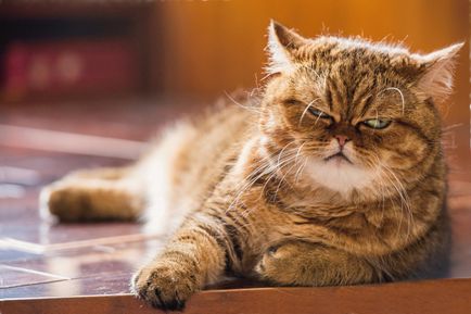 A Világnapja alkalmából a macskák és a szépség előnyök pushistenkih barátok - híreket Khmelnitsky