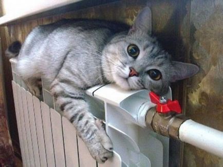 A Világnapja alkalmából a macskák és a szépség előnyök pushistenkih barátok - híreket Khmelnitsky