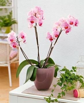 Megfelelő gondoskodás az orchidea - Zóna virágcserép