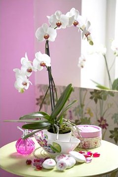 Îngrijirea corectă a orhideei - zona ghivecelui
