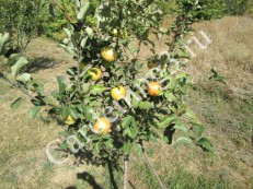 Îngrijirea corectă a pomilor fructiferi