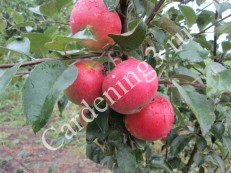 Îngrijirea corectă a pomilor fructiferi