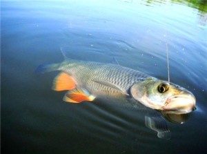 Bătrânul pentru cub