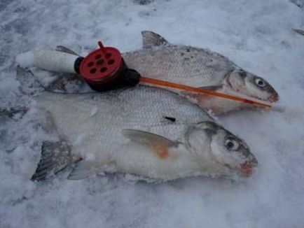 Csalit keszeg télen a kezét (téli) Csalit keszeg téli kezük