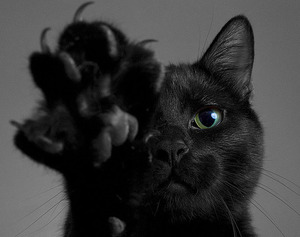 O pisica neagra a visat ce o pisica poate visa intr-o carte de vis