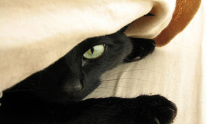 O pisica neagra a visat ce o pisica poate visa intr-o carte de vis