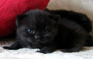 Приснилася чорна кішка до чого може снитися кішка по сонником