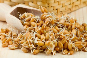 Пророщена пшениця користь і шкода, поради щодо використання та вирощування, застосування для схуднення