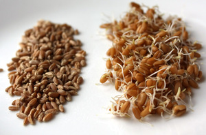 Пророщена пшениця користь і шкода, поради щодо використання та вирощування, застосування для схуднення